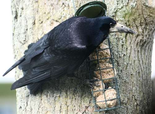 Crow Rook Corbie Corby Corvus Frugilegus Beak
