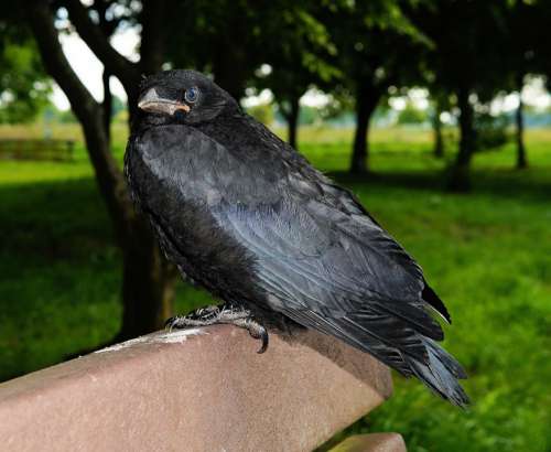 Crow Raven Bird Raven Bird Black Corvus