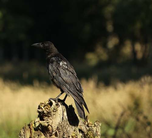 Crow Raven Bird Jackdaw Bird Black Flying Rook
