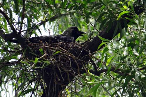 Crow Bird Indian House Crow Corvus Splendens
