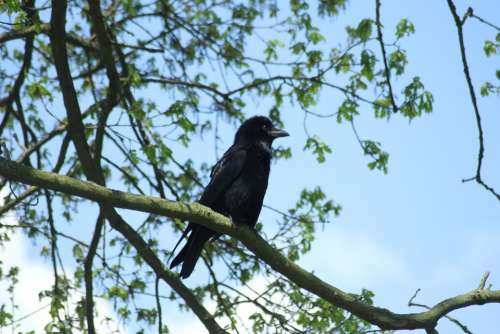Crow Bird Sky Tree Animal Nature Spring