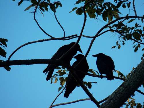 Crow Crows Blackbird Blackbirds Bird Birds Tree