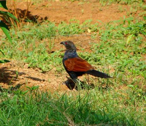 Crow Pheasant Greater Coucal Bird Pheasant Species