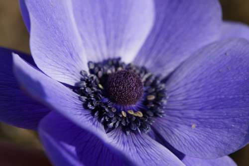 Crown Anemone Anemone Marko Blue Close Up Flower