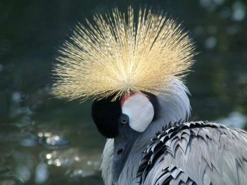 Crowned Crane East African Crowned Crane Bird