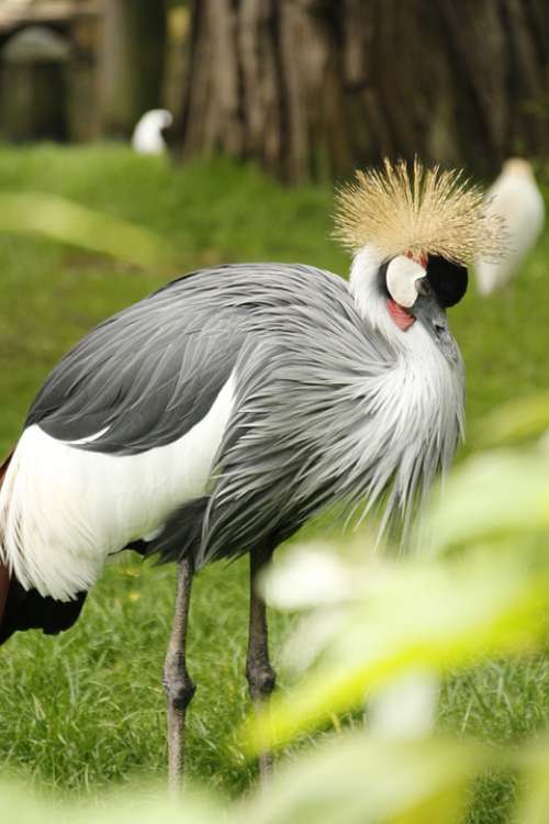 Crowned Crane Crane Bird Zoo Wildlife Animal