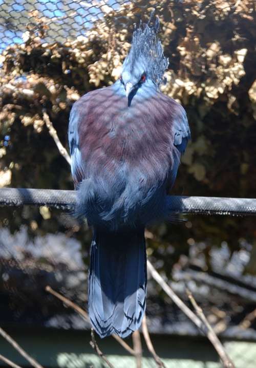 Crowned Pigeon Goura Bird Pigeon Blue Exotic