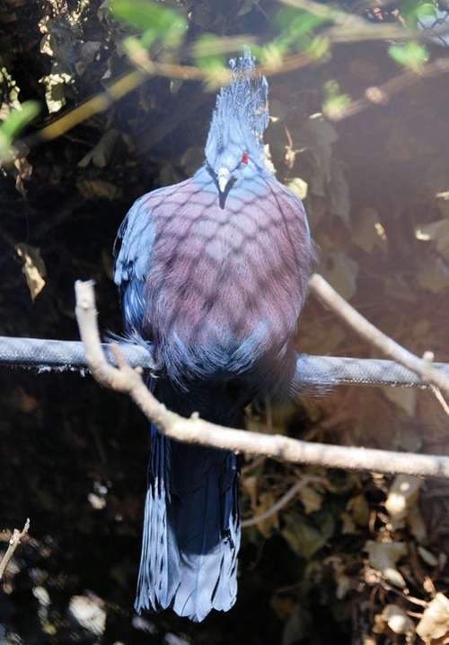 Crowned Pigeon Goura Bird Pigeon Blue Exotic