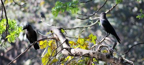 Crows Branches Bird Black Twig Tree Perched