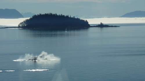 Cruise Alaska Usa Wal Wave Sea Ice