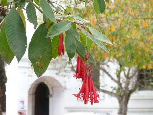 Cuenca Ecuador Travel Scenery Flower Church
