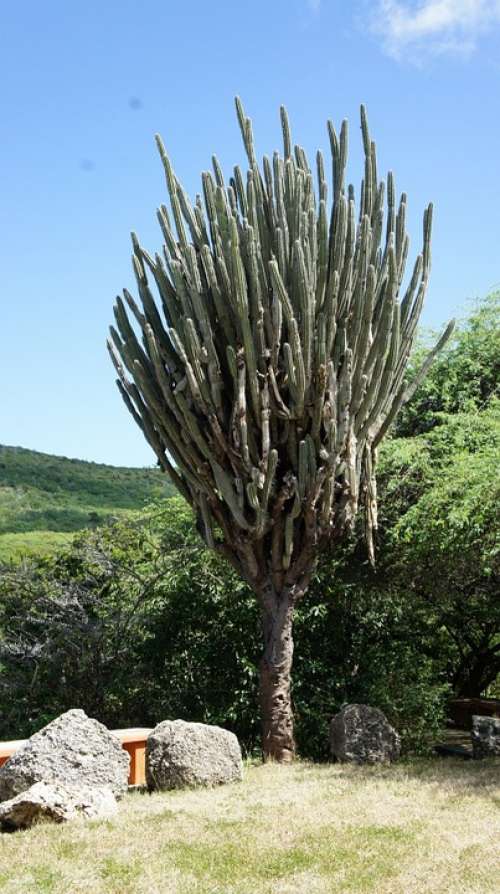 Curacao Cactus Pieksig Plant Nature Caribbean