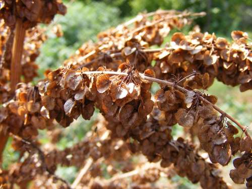 Curled Curly Dock Dry Green Rumex Seeds Sour