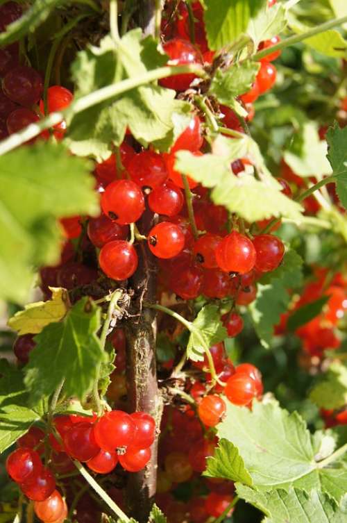 Currant Red Bush The Plot Plant Fruit Shrub