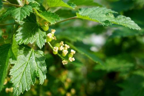 Currant Ribes Flower Marjaksi Green Fruit