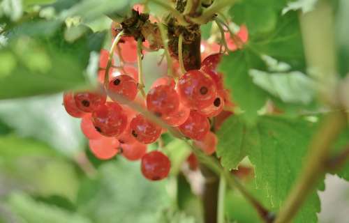 Currant Fruits Red Green Nature Fresh Garden