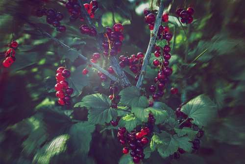 Currant Nature Vegetable Garden