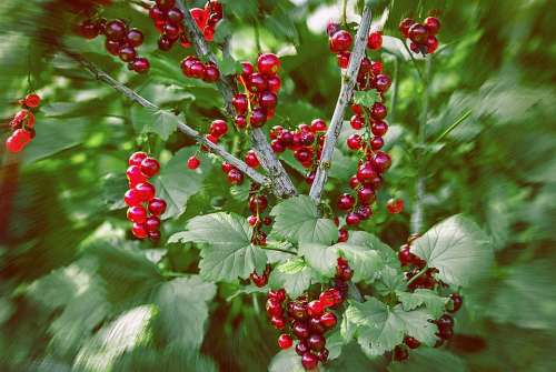 Currant Berry Vegetable Garden Nature