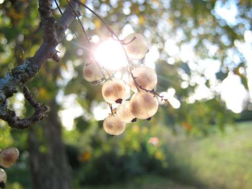 Currant Berry Nature Sun Garden