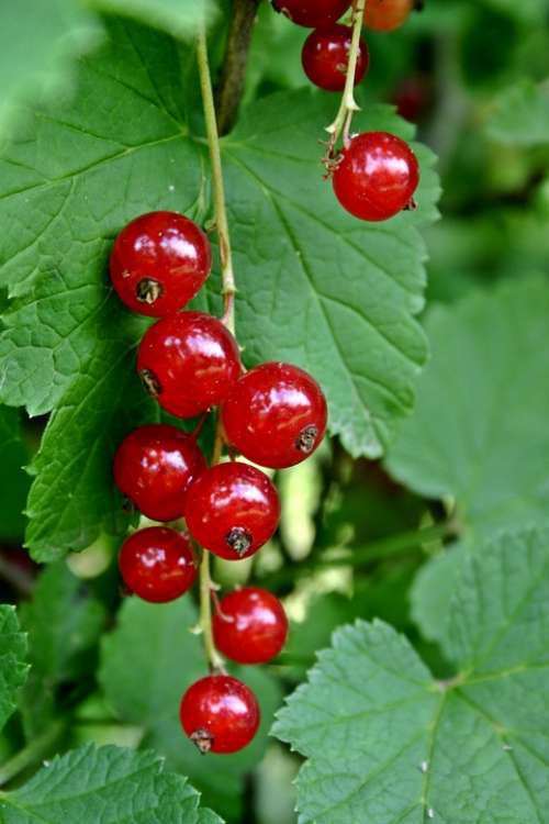 Currant Ribes Rubrum Ribes Red Currant Soft Fruit