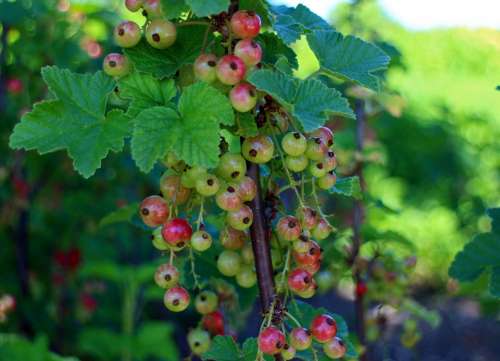 Currants Ribes Gooseberry Greenhouse Currant Red