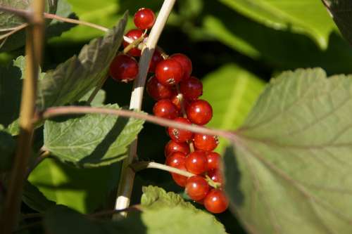 Currants Berries Red Panicle Ripe Fruit