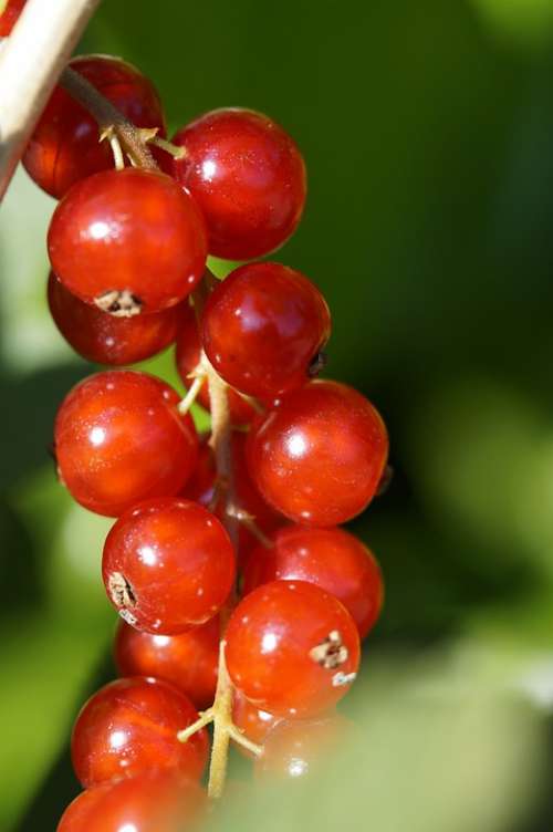 Currants Berries Red Panicle Ripe Fruit