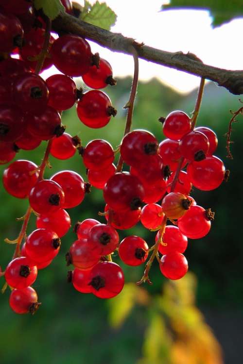 Currants Red Berries Plot Soft Fruit Garden