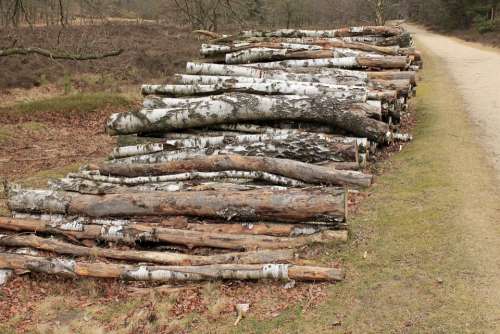 Cut The Logs Stacked Birch Forestry Work Sawed Off