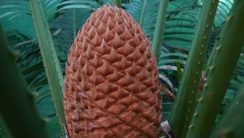 Cycad Cone Botanical Australia Cycad Cone