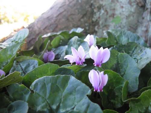 Cyclamen Purple Pink Flower Tree Glastonbury Abbey