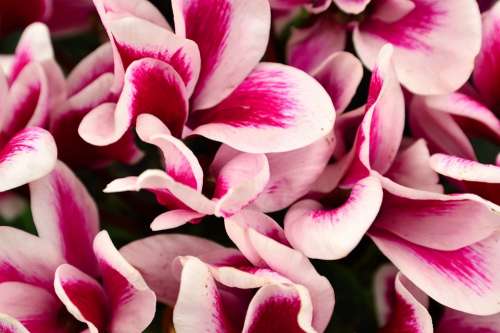 Cyclamen Flower Pink Nature Flora Plant