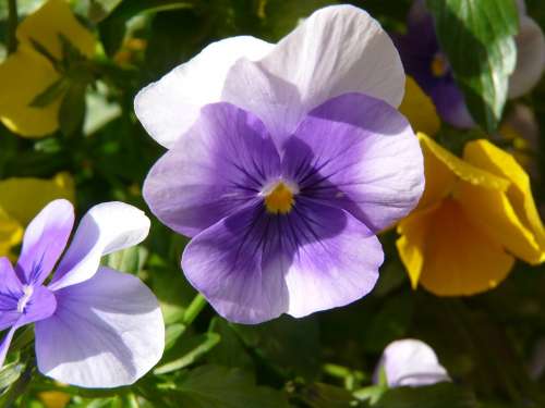 Cyclamen Violet Blossom Bloom Flower Nature