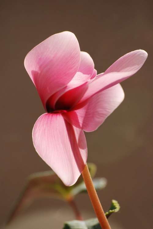 Cyclamen Pink Flora Flower