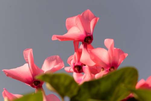 Cyclamen Herbs Nature Flowers