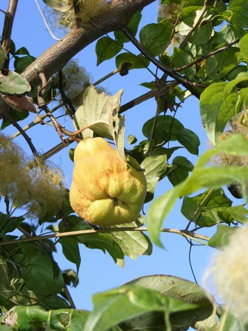 Cydonia Oblonga Quince Sweet Yellow Fruit