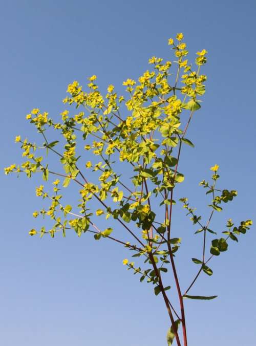 Cyparissias Cypress Euphorbia Milk Sap Spurge