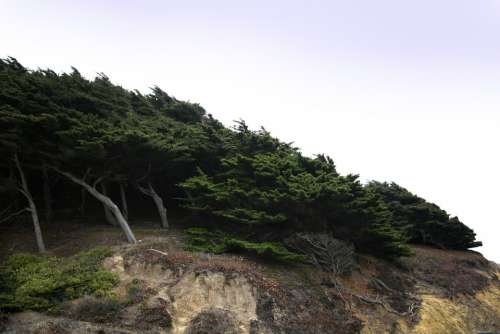 Cypress Wind Trees Cliff Hill Nature Woods