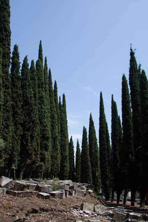 Cypress Mediterranean Cypress Cupressus Sempervirens