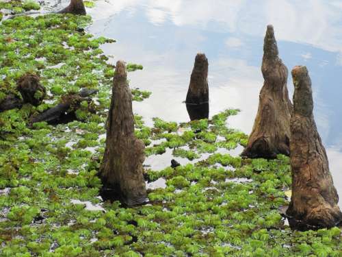 Cypress Knees Marsh Greenery Vegetation Louisiana