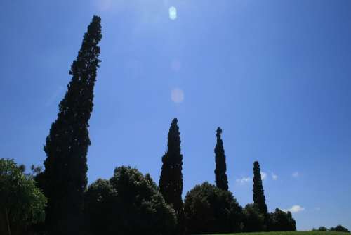Cypress Trees Trees Cypress Tall Slender Sky Blue
