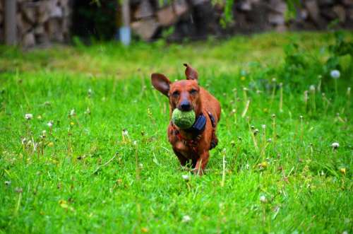 Dachshund Dog Ball Brown Runs