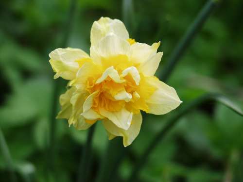 Daffodil Yellow Blossom Bloom Daffodils Spring