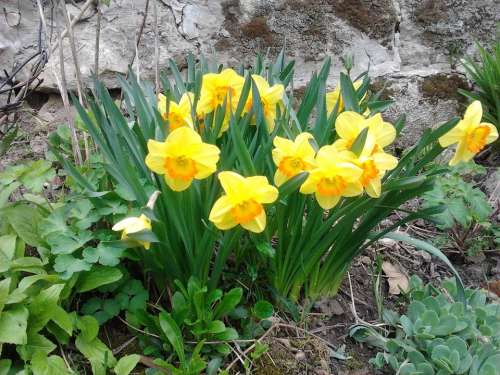 Daffodil Spring Sunshine