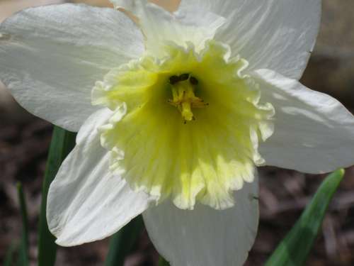 Daffodil Daffodils Spring Flowers Yellow Flowers