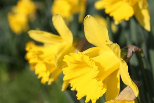 Daffodil Flower Easter Yellow Underside Petals