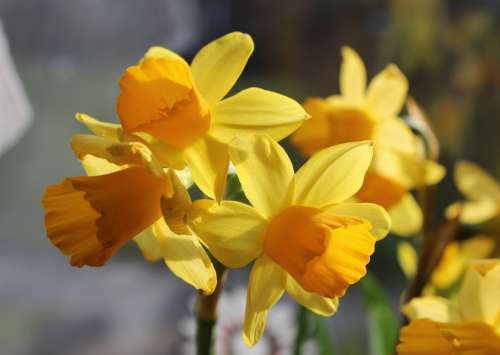Daffodil Narcissus Daffodils Osterglocken Spring