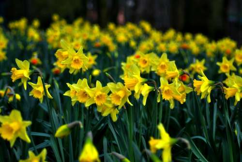 Daffodil Jonquil Daff Lent Lily Yellow Spring