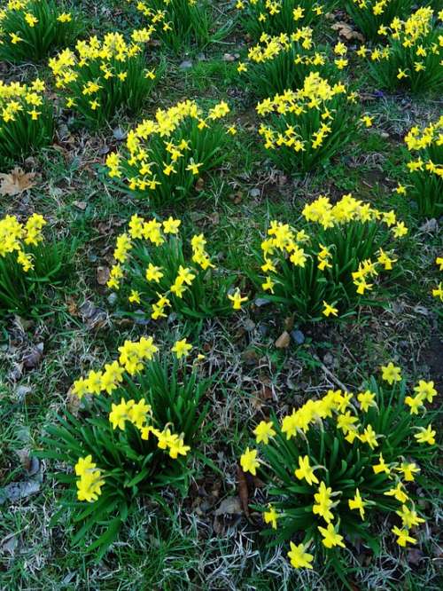 Daffodil Daffodils Yellow Flower Flowers Nature