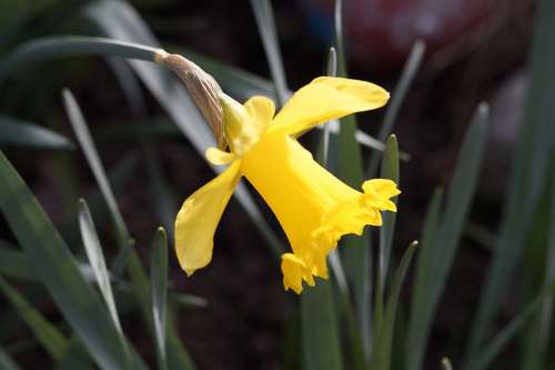 Daffodil Narcissus Yellow Flower Blossom Bloom